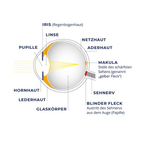 Aufbau Auge